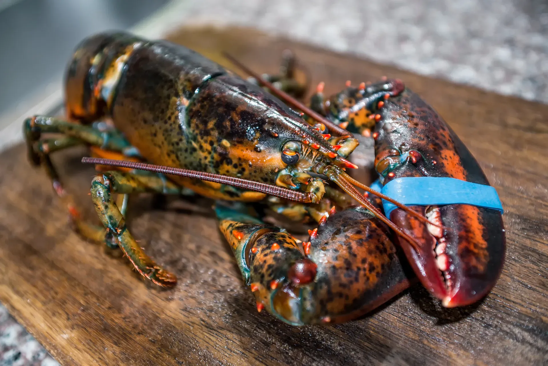 Fresh live lobster, Les Escoumins Fish Market