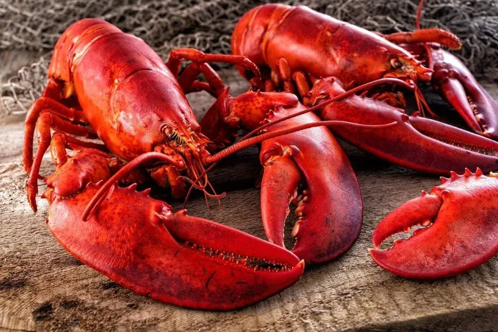 Cooked lobsters on a wooden board in front of a fishing net