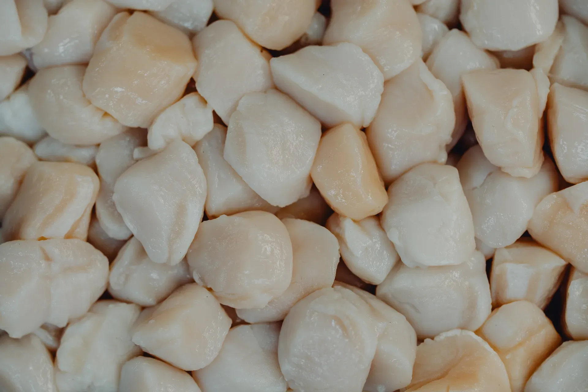 Close-up of raw scallops in bulk, Les Escoumins Fish Market
